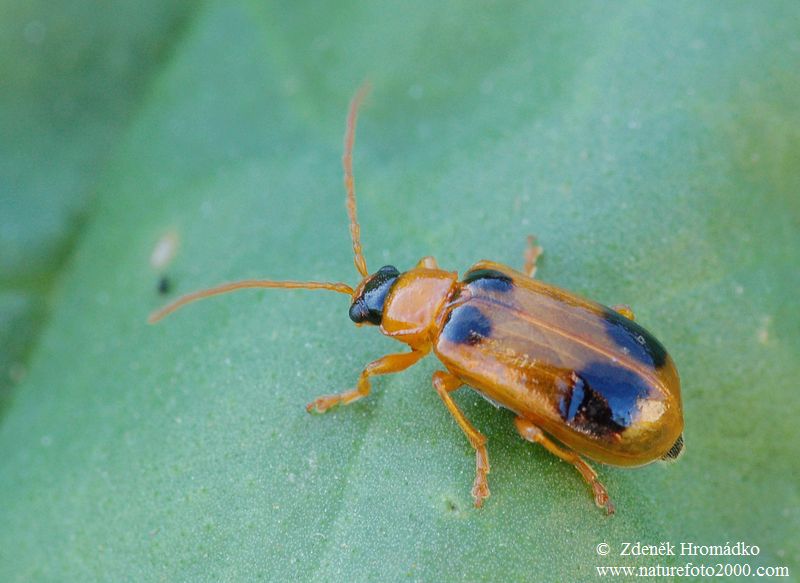 mandelinka, Phyllobrotica quadrimaculata, Chrysomeloidea (Brouci, Coleoptera)